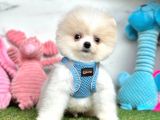 Pofutuk Pomeranian