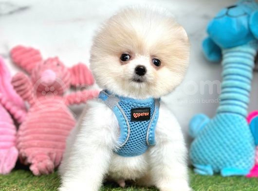 Pofutuk Pomeranian görsel