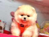 Pofutuk Pomeranian