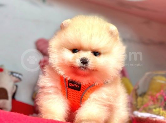 Pofutuk Pomeranian