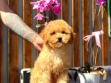 Orjinal Toy Poodle Yavrumuz