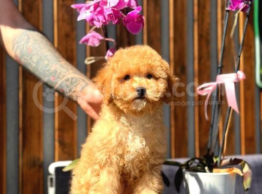 Orjinal Toy Poodle Yavrumuz görsel