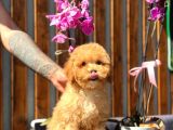 Orjinal Toy Poodle Yavrumuz