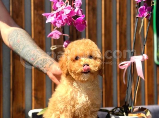 Orjinal Toy Poodle Yavrumuz görsel