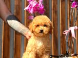 Orjinal Toy Poodle Yavrumuz