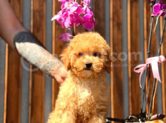 Orjinal Toy Poodle Yavrumuz görsel