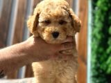 Türkiyenin en güzel toy poodle yavrusu