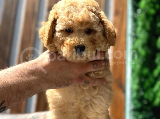Türkiyenin En Güzel Toy Poodle Yavrusu