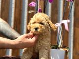 Türkiyenin En Güzel Toy Poodle Yavrusu