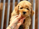 Türkiyenin En Güzel Toy Poodle Yavrusu
