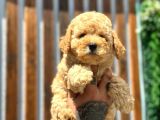 Türkiyenin En Güzel Toy Poodle Yavrusu