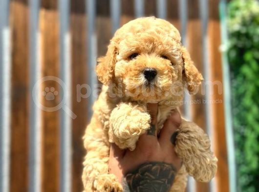 Türkiyenin En Güzel Toy Poodle Yavrusu görsel