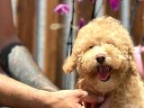 Minyatür Orjinal Poodle Yavrumuz