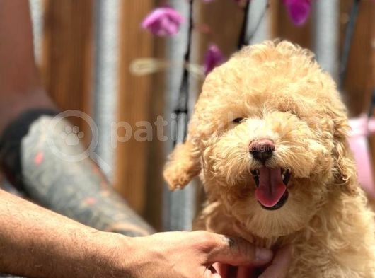 Minyatür Orjinal Poodle Yavrumuz görsel