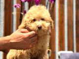 Minyatür Orjinal Poodle Yavrumuz