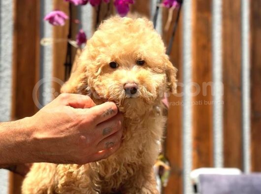 Minyatür Orjinal Poodle Yavrumuz görsel