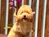 Minyatür Orjinal Poodle Yavrumuz