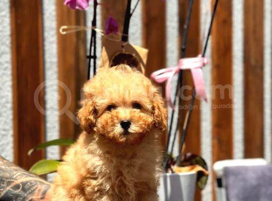 Orjinal Toy Poodle Yavrumuz görsel