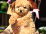 Teacup erkek toy poodle yavrumuz
