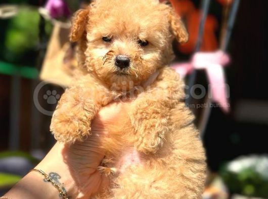 Teacup Erkek Toy Poodle Yavrumuz
