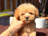 Teacup Erkek Toy Poodle Yavrumuz