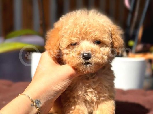 Teacup Erkek Toy Poodle Yavrumuz görsel