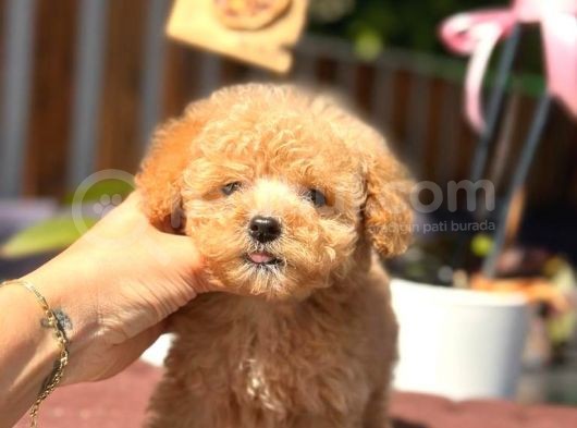 Teacup Erkek Toy Poodle Yavrumuz görsel