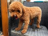Dişi Yetişkin Kore Toy Poodle