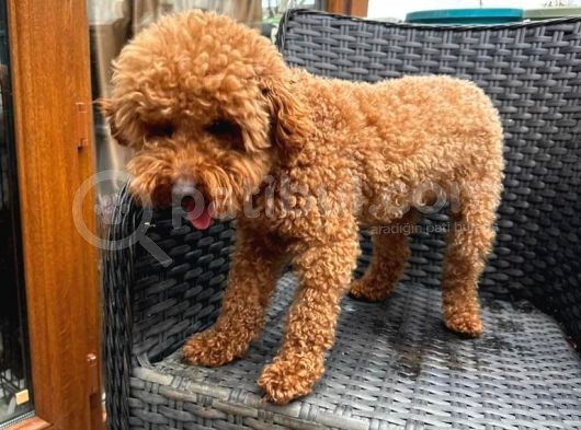 Dişi Yetişkin Kore Toy Poodle görsel