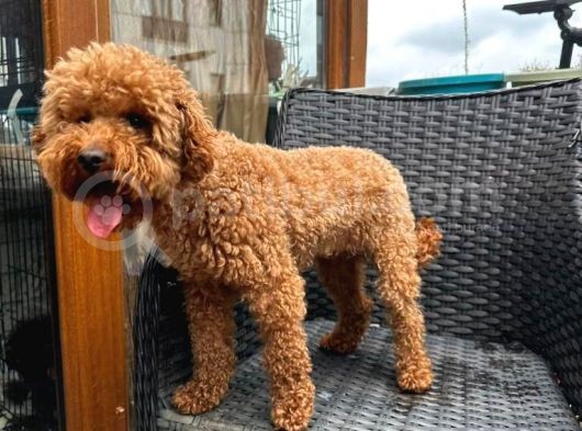 Dişi Yetişkin Kore Toy Poodle