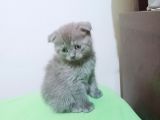 scottish fold  yavrular