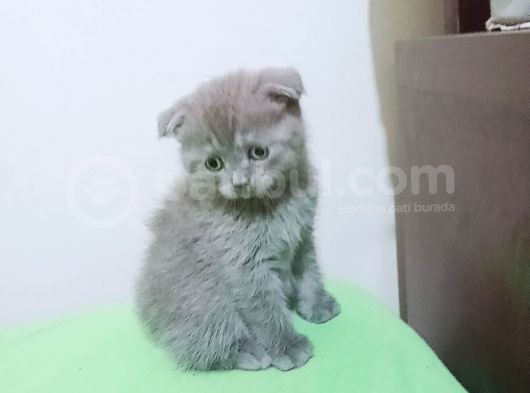 Scottish Fold  Yavrular