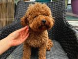 Dişi Yetişkin Kore Toy Poodle