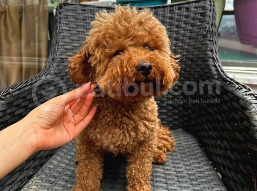 Dişi Yetişkin Kore Toy Poodle görsel