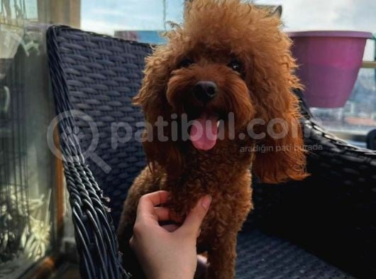 Yetişkin Dişi Kore Toy Poodle görsel