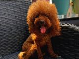 Yetişkin Dişi Kore Toy Poodle