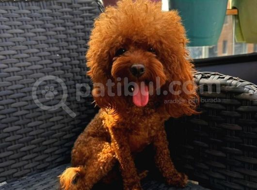 Yetişkin Dişi Kore Toy Poodle görsel