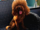 Yetişkin Dişi Kore Toy Poodle