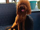 Yetişkin Dişi Kore Toy Poodle