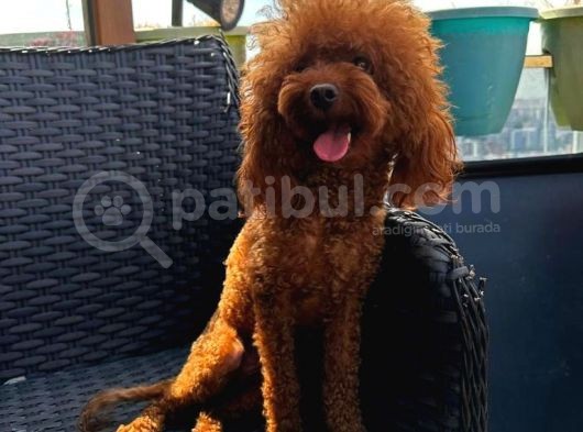 Yetişkin Dişi Kore Toy Poodle