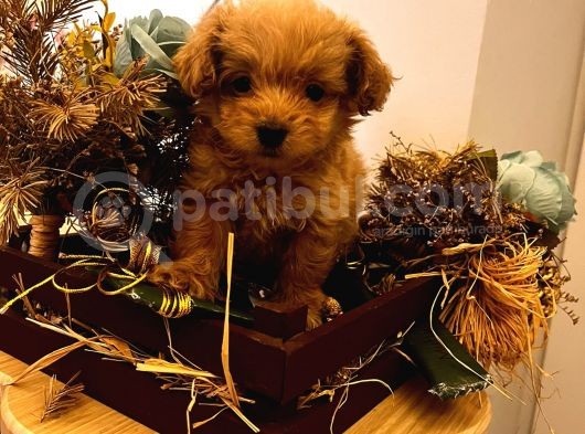 Üst Kalite F1 Maltipoo Bebeklerim