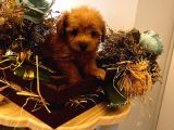 Üst Kalite F1 Maltipoo Bebeklerim