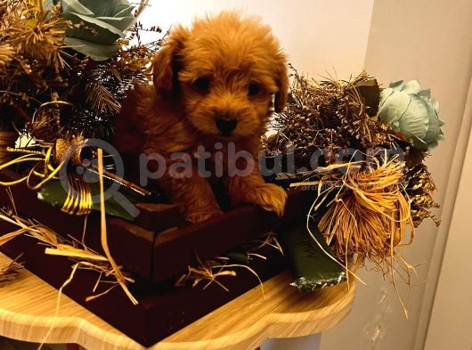 Üst Kalite F1 Maltipoo Bebeklerim görsel