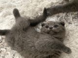 Scottish Fold