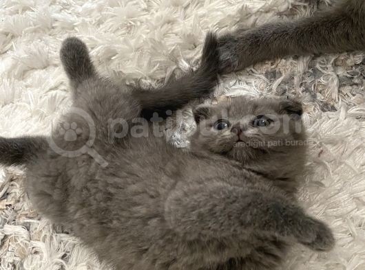 Scottish Fold görsel