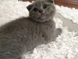 Scottish fold