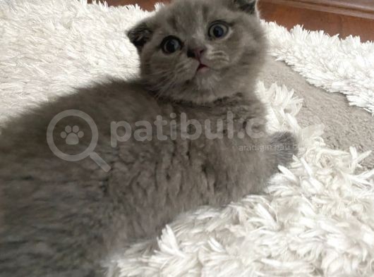 Scottish Fold