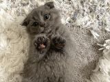 Scottish Fold