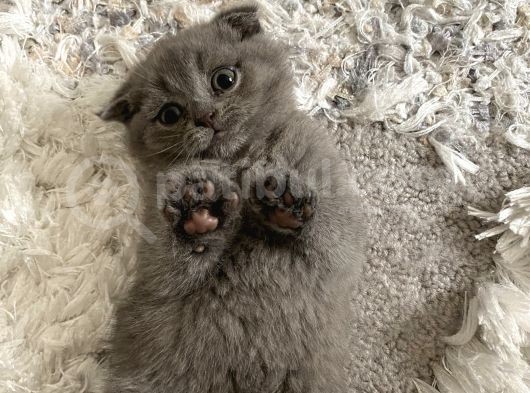 Scottish Fold görsel