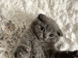 Scottish Fold